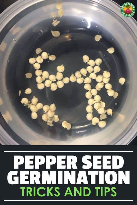 Start your next garden off right by germinating pepper seeds yourself. Our thorough guide reveals our best tips and tricks to do it! Starting Peppers From Seed, Planting Green Peppers From Seeds, Plant Peppers From Seeds, How To Plant Pepper Seeds, Pepper Seeds Starting, Planting Peppers From Seeds, Saving Pepper Seeds, How To Save Bell Pepper Seeds, How To Grow Green Peppers From Seeds