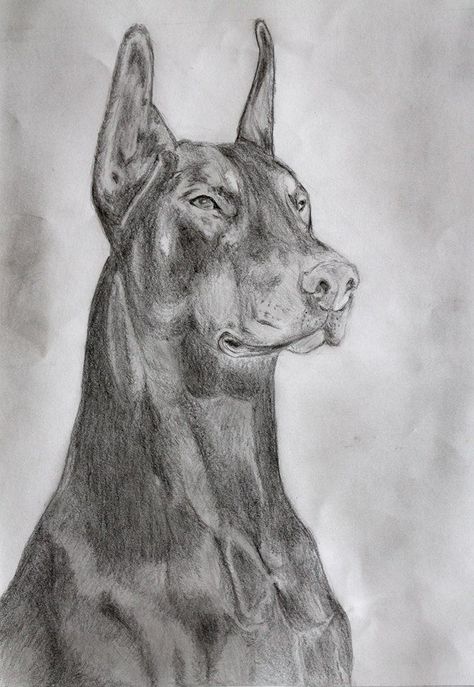 A gift for one of my friend. :) Doberman pencil art  #drawing #dog #dogdrawing #kutya #rajz Drawings Of Dobermans, Doberman Sketch, Dobby Drawing, Doberman Drawing, Blue Doberman, Friend Drawing, Beautiful Pencil Sketches, Doberman Tattoo, Pitbull Art