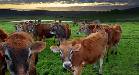 Farm Cow, Header Photo, Website Content, Twitter Header, Farm Animal, Family Farm, Farm Animals, Photo Galleries, Photo Ideas