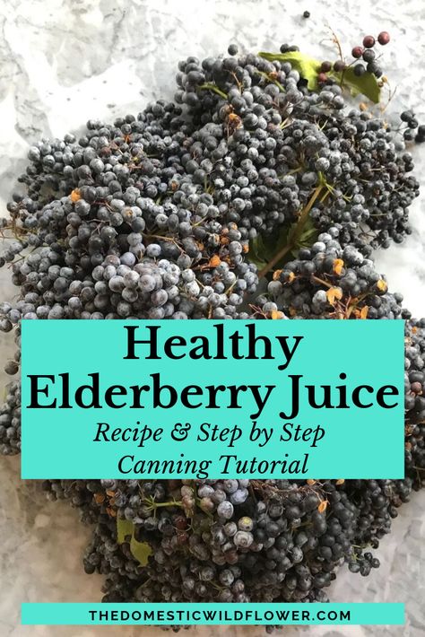 Elderberry Tincture, Elderberry Juice, Elderberry Recipes, Easy Canning, Canned Juice, Gummies Recipe, Elderberry Gummies, Canning Tips, Just Juice