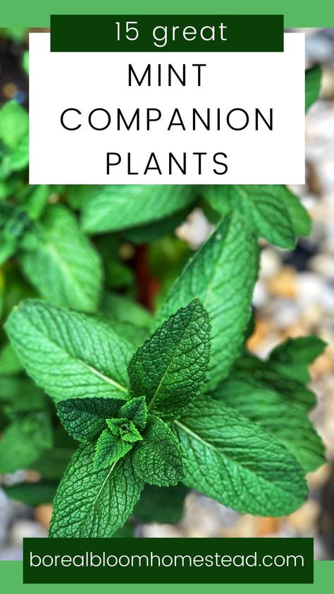 Planting Mint Outside, Mint Container Garden, Mint Garden Bed, Peppermint Plant Outdoor, Peppermint Plant Uses, Mint Companion Plants, Mint Garden Ideas, Mint Companion Planting, Mint Plants Outdoor