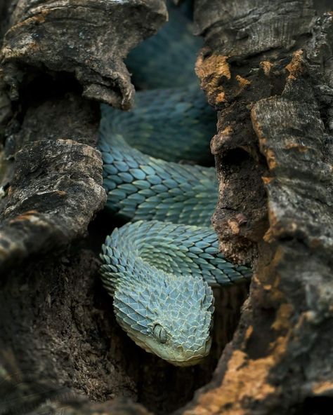 Animal Leg Sleeve, Horned Snake, Bush Viper, Blue Viper, Nature Photography Animals, Kinds Of Snakes, Like Pokemon, Snake Drawing, Animals Photography