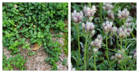 Invasive Plant to Avoid: Winter Creeper    This week is National Invasive Species Awareness Week. Herring Run Nursery will be focusing each day on one invasive plant and a native alternative. Don’t Plant: Winter Creeper The Maryland Invasive Species Council maintains a list of species that present a particular concern in Maryland, a list...    https://www.bluewaterbaltimore.org/blog/invasive-plant-to-avoid-winter-creeper/ Winter Creeper, Euonymus Fortunei, Shade Loving Perennials, Native Plant Gardening, English Ivy, Invasive Plants, Live Oak, Invasive Species, Trees And Shrubs