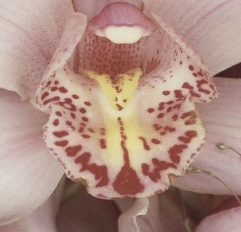 A Flower, Pink And White, Pink, White