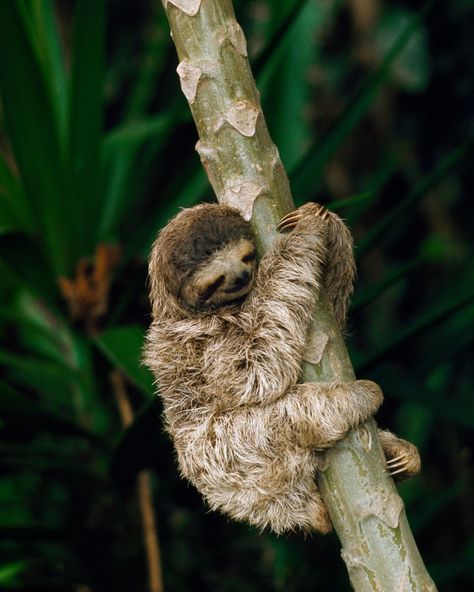 Sloth Habitat, Nat Geo Photography, South American Rainforest, Nat Geo Wild, Three Toed Sloth, Large Tree, Baby Sloth, Nat Geo, Forest Creatures