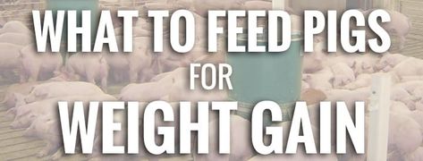 What to Feed Pigs for Maximum Weight Gain - Osborne Livestock Pig Diet, Feeding Program, Pig Feed, Pig Food, Raising Backyard Chickens, Fiber Diet, High Fiber Diet, Pig Farming, Normal Body