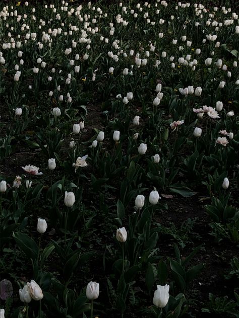 Black And White Tulips Aesthetic, Dark Tulips Aesthetic, Spring Dark Aesthetic, Grunge Flowers Aesthetic, Tulips Dark Aesthetic, Black Tulips Aesthetic, Dark Spring Aesthetic, Christopher Core, Early Spring Aesthetic