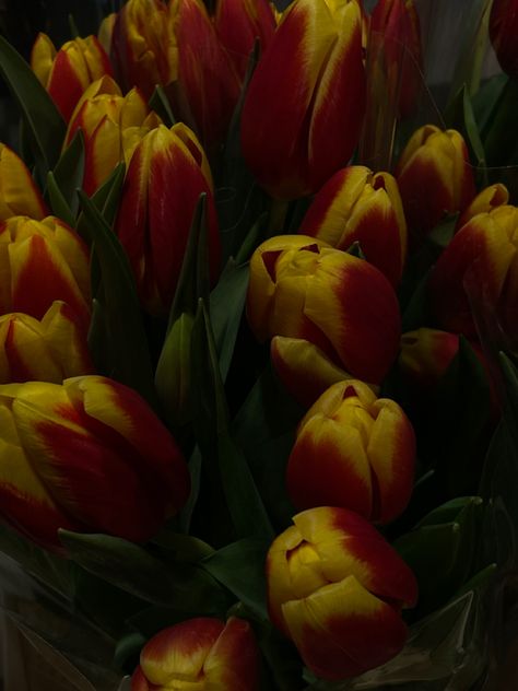 #yellow #red #tulips #flowers #bouquet Tulips Flowers Bouquet, Red And Yellow Tulips, Yellow Tulips, Red Tulips, Tulips Flowers, Red And Yellow, Orange Yellow, Red Flowers, Flowers Bouquet