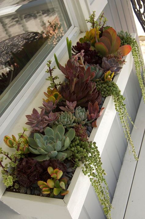 Succulent Cacti Garden, Succulents In Window Boxes, Succulent Planter Box Ideas Outdoor, Suculant Garden Ideas Planters, Outdoor Planter Box Ideas Plants, Succulent Centerpieces Dining Room, Succulent Box Planter, Tall Succulents Plants Outdoor, Succulent Garden Design Pots & Planters