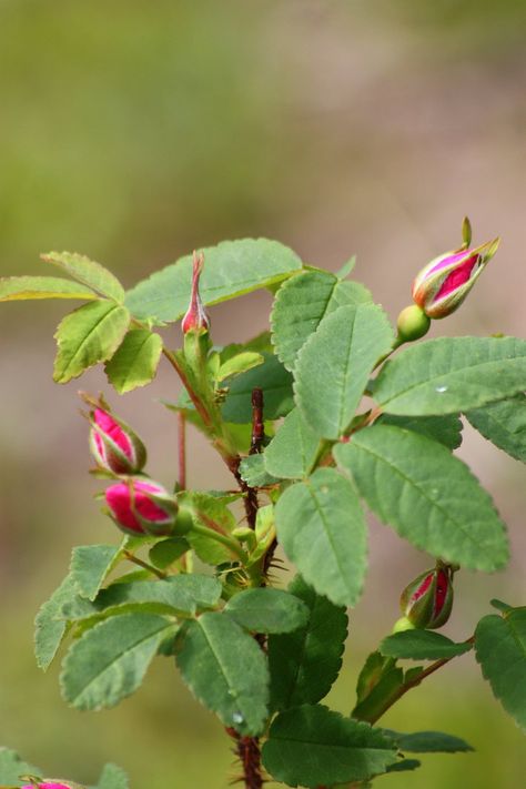 Wild Rose Buds by XxQuothTheRavenxX.deviantart.com on @DeviantArt Rose Bud Aesthetic, Wild Rose Photography, Flower Bunches, Rosé Dog, Dog Rose, Tattoo Project, Planting Roses, Rose Bush, Rose Bud