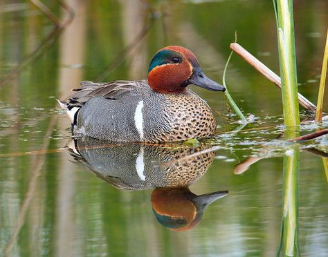 Green Wing Teal, Decoy Carving, Duck Pictures, Pet Ducks, Green Wing, Bird Hunting, Duck Hunting, Bird Pictures, Photo Mugs