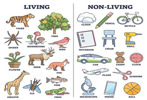 Nonliving And Living Things Activities, Living Things Crafts Preschool, Science Living And Non Living Activities, Living And Nonliving Things Activities, Living Non Living Things Worksheet, Living And Non Living Things Activities For Preschool Worksheets, Living And Non Living Things Activities For Preschool, Living Vs Non Living Activities, Living Vs Nonliving Kindergarten