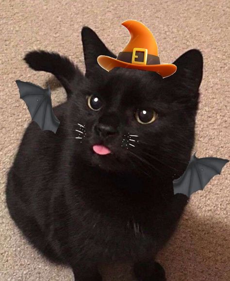 Halloween cute cat profile picture pfp kitten standing meme cat scary witch wizard hat with bat wings halloween theme pretty eyea white eye liner cute whiskers black cat hand made by Lumos Black Cat Profile Picture, Black Cat Profile, Cute Cat Profile, Standing Meme, Cat Profile Picture, Profile Picture Pfp, Cat Standing, Meme Cat, Scary Witch