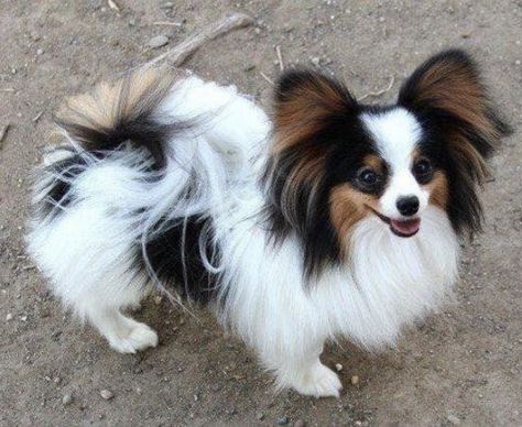 Papillion Puppies, Affenpinscher Puppy, Toothpaste For Dogs, Papillon Dog Puppy, Papillon Dogs, Healthy Active Lifestyle, Guard Dog Breeds, Papillon Puppy, Dog Toothpaste