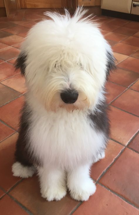 Old English Sheep Dog. Sheep Dogs Breeds, Old English Sheep Dog Puppy, Old Sheep Dog, English Sheep Dog, Old English Sheep Dog, Sheep Dogs, Sheep Dog, English Sheepdog Puppy, Old English Sheepdog Puppy