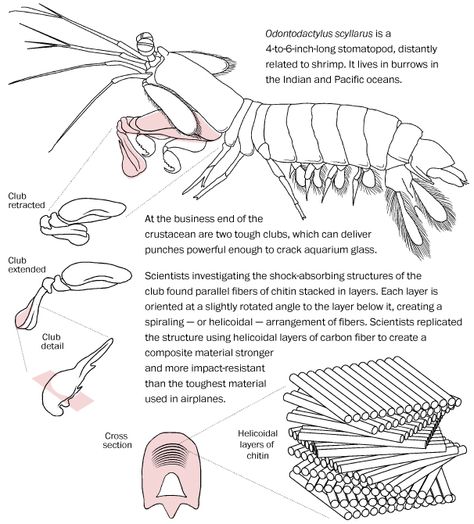 Prey Mantis, Peacock Mantis Shrimp, Mantis Shrimp, Crab Stuffed Shrimp, Marine Colors, Science Illustration, Arthropods, Craft Artists, The Peacock