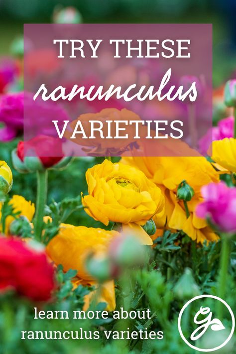 Flower beds filled with ranunculus are truly a sight to behold when planted en masse. Read on for some of our favorite varieties. Ranunculus Varieties, Ranunculus Asiaticus, Ranunculus Bouquet, Long Vase, Ranunculus Flowers, Most Popular Flowers, Popular Flowers, Plant Nursery, Growing Flowers