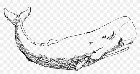 Sperm Whale Drawing, Sperm Whale Tattoo, Sperm Whale Art, Whale Outline, Drawing Ocean, Sea Sunrise, Whale Tattoo, Whale Drawing, Whale Illustration