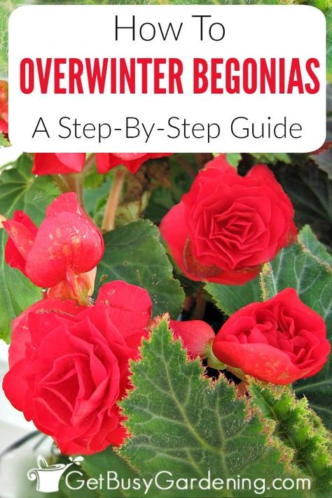 Some types of begonia plants sold as annual flowers have tubers (bulbs) which can easily be brought indoors in the fall and stored in a basement or heated garage for winter. Whether you’re growing tuberous begonias in your gardens or in pots, they can be dug up and overwintered, then grown again year after year. Follow these simple step-by-step instructions for lifting, curing, and overwintering begonias, and get tips for winter care too. Overwintering Begonias, Begonia Plants, Tuberous Begonia, Tips For Winter, Winter Gardening, Winter Care, Live Indoor Plants, Overwintering, Winter Plants