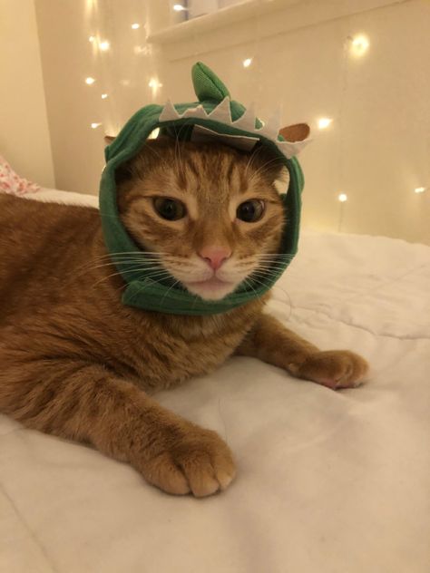 #cats #catsofinstagram #catlover #catlife #halloween #halloweenideas #orangecat #dinosaur Cat In Dinosaur Costume, Cat And Dinosaur, Dark Green Cat Hat, Cat With Tangerine, Orange Cat Being Weird, Orange Cat, Green Sweater, Cat Clothes, Cat Life