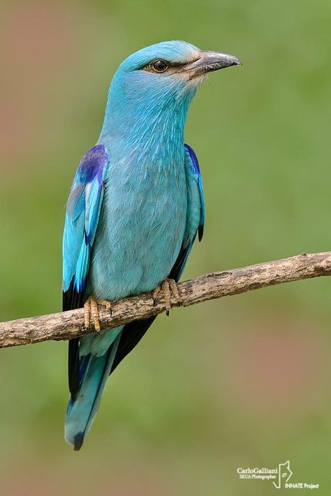 European Roller, European Starling, European Roller Bird, Caracara Bird, Eurasian Oystercatcher, European Wildlife, Bird Watcher, Kinds Of Birds, Pretty Animals