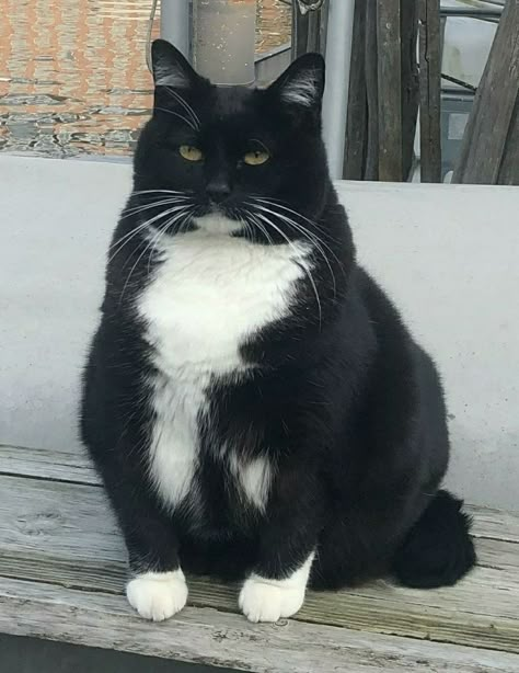 Baby Black Cat, Fluffy Kitty, Black White Cats, Cat Profile, Black And White Cats, Cat Reference, Tuxedo Cats, Adorable Cats, Tuxedo Cat