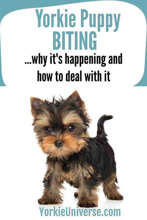 Yorkie Training Tips, Yorkie Puppy Training, Yorkie Puppy Care, Yorkie Training, Maltese Yorkie Mix, Yorkie Poo Puppies, Puppy Training Biting, Yorkie Poodle, Morkie Puppies