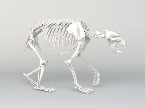 Grizzly Bear Skeleton 3d model 3ds Max,Object files free download - modeling 45979 on CadNav Animal Skeleton Anatomy, Polar Bear Skeleton, Pig Monster, Bear Anatomy, Skeleton Template, Skeleton Animals, Bear Reference, Bear Skeleton, Bear Character Design