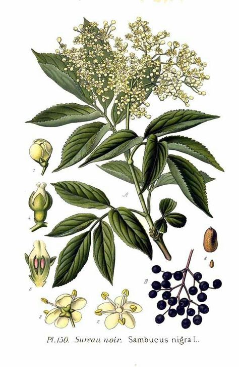 Sambucus Nigra, Illustration Botanique, Wild Food, Wild Plants, Botanical Drawings, Vintage Botanical, Botanical Illustration, Botanical Art, Botany