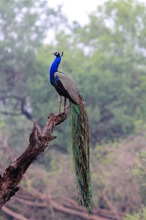 Explore nilesh_fatnaney photos on Flickr. nilesh_fatnaney has uploaded 547 photos to Flickr. Peacock Photos, Peacock Wallpaper, Peacock Pictures, Blue Peacock, Peacock Bird, Exotic Birds, Pretty Birds, Colorful Birds, Bird Photography