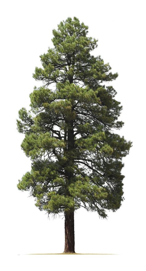 Ponderosa Pine Tree, Pine Tree Drawing, Tree Photoshop, Pine Tree Painting, Pine Tree Silhouette, Tree Watercolor Painting, Tree Sketches, Ponderosa Pine, Christmas Tree Art