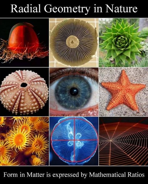 2,209 Me gusta, 4 comentarios - Resonance Science Foundation (@resonancescience) en Instagram: ""Look deep into nature, and then you will understand everything better." - Albert Einstein Explore…" Symmetry In Nature, Fractal Nature, Rotational Symmetry, Esoteric Astrology, Radial Symmetry, Geometry Math, Radial Design, Radial Pattern, Living Organisms