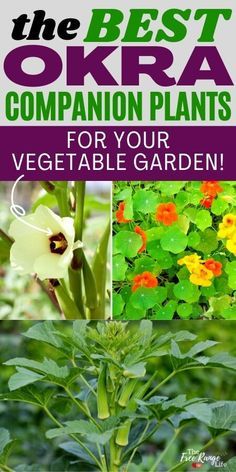 Do you love growing okra in your vegetable garden? Learn the best okra companion plants to get a better harvest with fewer pests and healthier plants! Includes okra companion plants for health, pests, and yield. Plus essential oils for okra! These garden tips can be used in raised garden beds, in containers, and can be grown from the seed. This is the best way to grow the most delicious harvest of okra! Campion Planting Vegetables, Okra Companion Planting, Dream Balcony, Garden Knowledge, Growing Okra, How To Harvest Lettuce, Bee Yard, Okra Plant, Okra Seeds