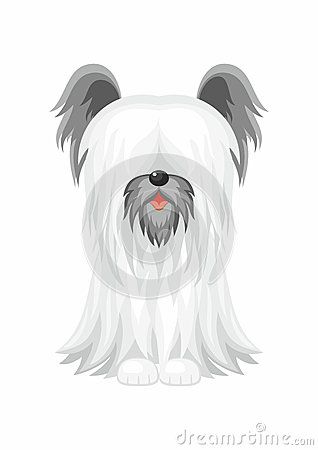 Vector image of a cute purebred dogs in cartoon style. Skye Terrier, Purebred Dogs, Terrier Dog, Terrier Dogs, Cartoon Style, Cartoon Styles, Stock Vector, Vector Images, Vector Illustration