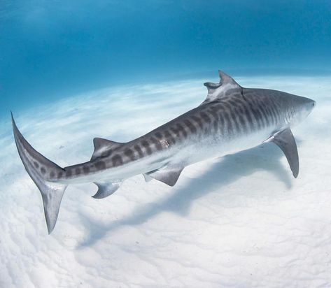 Tiger Shark in AUS Spotted Cat Shark, Sand Tiger Shark, Zebra Shark Photography, Tiger Shark From Above, Shark Coming Out Of Water, Tiger Shark, Fashion Aesthetics, Top 20, Sharks