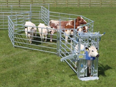 IAE Portable Cattle Handling Starter Kit Show Cattle Barn, Cattle Facility, Steel Fencing, Cattle Corrals, Livestock Barn, Cattle Barn, Cattle Feed, Longhorn Cattle, Farm Layout