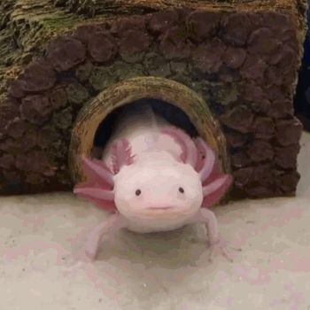 Pink Axolotl Aesthetic, Axolotls Cute, Axolotl Pfp, Aesthetic Axolotl, Axolotl Aesthetic, Axolotl Oc, Axolotl Pictures, Axolotl Wallpaper, Axolotl Tattoo