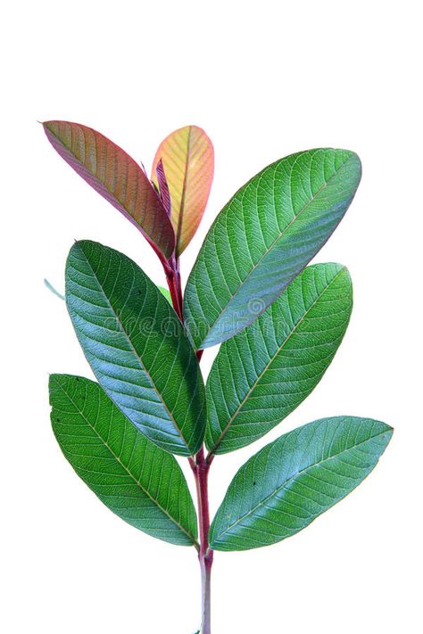 Young guava leaves. Isolated on white background , #AFFILIATE, #leaves, #guava, #Young, #background, #white #ad Guava Plant, Guava Leaves, Background White, Interior Design Inspiration, Plant Leaves, White Background, Photo Image, Royalty Free Stock Photos, Stock Photos