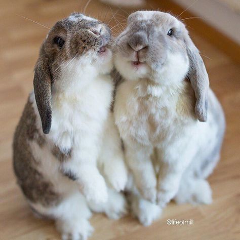 Rabbit Supplies, Rabbit Feeding, Rabbit Sitting, Cutest Bunny Ever, Patience And Love, Bunny Stuff, Cute Bunny Pictures, Alice Walker