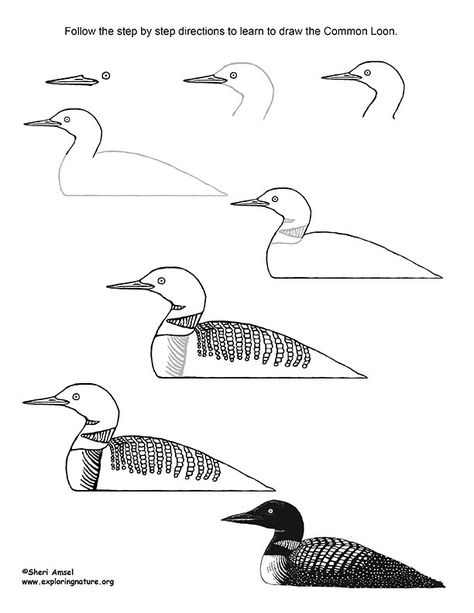 Loon (Common) Drawing Lesson How To Draw A Loon, Loon Line Drawing, Loon Bird Drawing, Loon Drawings Easy, Common Loon Drawing, Loon Painting Acrylic, Loon Embroidery, Loon Drawings, Loon Artwork