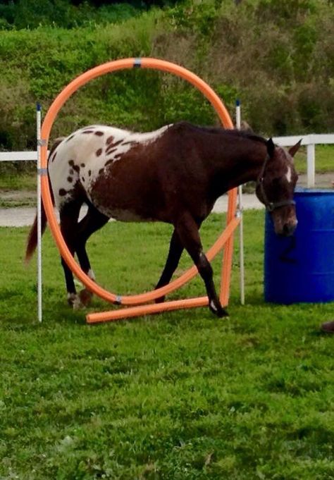 Horse obstacles Pool Noodle Horse, Noodle Horse, Horses Training, Xc Jumps, Horse Obstacles, Obstacle Courses, Horse Exercises, Horse Games, Horse Camp