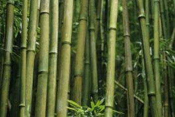 Bamboo For Privacy, Giant Bamboo, Bamboo Species, Clumping Bamboo, Bamboo Stakes, Bamboo Building, Growing Bamboo, Dense Forest, Smile Images