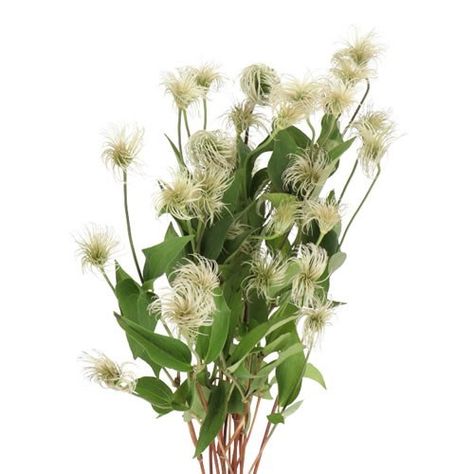 CLEMATIS AMAZING KIBO 50cm is a beautiful White/Cream seasonal cut flower. Clematis Varieties, White Clematis, Asclepias Tuberosa, Corporate Flowers, Clematis Flower, Indian Paintbrush, Kangaroo Paw, Flower Guide, Eucalyptus Garland