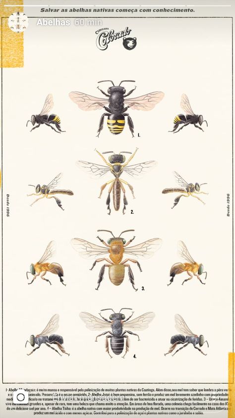 Bee Identification, Stingless Bees, Science Illustration, Arthropods, Save The Bees, Bee Hive, Bugs, Insects, Bee