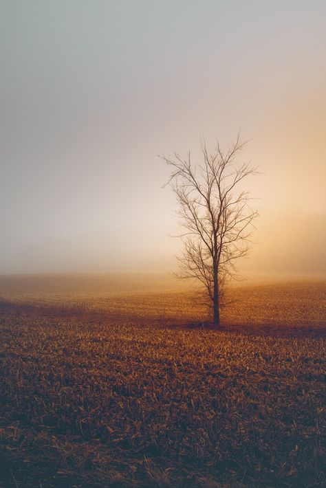 Foggy Nature, Wall Paper Art, Scenery Nature, Best Wall, Cool Wallpapers Art, Wallpaper Pictures, Nature Landscape, Nature Aesthetic, Scenery Wallpaper