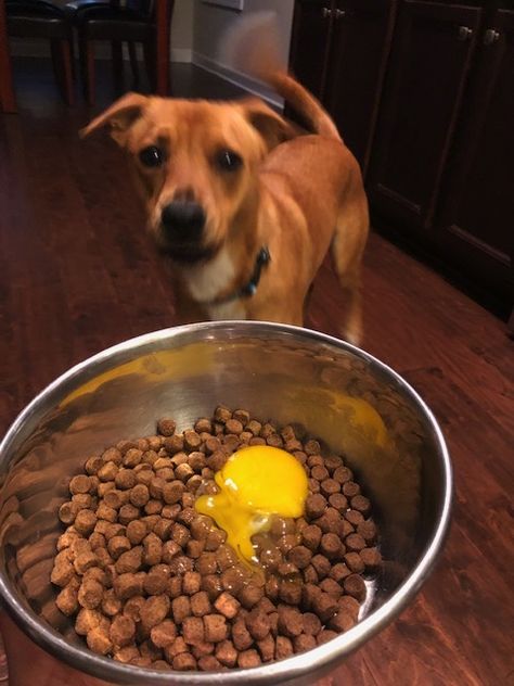 Foster Dog, Dog Stuff, Dog Mom, Dog Food Recipes, Food Ideas, Food Animals, Dogs, Animals, Dog Food