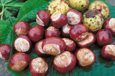 How to Preserve Buckeyes for Necklaces Chestnut Crafts, How To Make Buckeyes, Buckeye Crafts, Buckeye Tree, Buckeye Nut, Small Farming, Horse Chestnut Trees, American Chestnut, Vegetable Plants