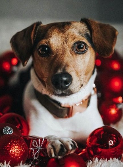 If there’s one thing that makes the holiday season even better, It’s adorable dogs! Holiday photos just don’t feel complete without our fur-friends dressed up and posing for the camera. Get ideas for your dog Christmas pictures with these 30+ pups who are ready for Christmas 2020 in these Christmas Photoshoots. They are so adorable in their Christmas dog outfits, bandanas, collars, and more #dogs #Christmas Dog Christmas Photoshoot, Christmas Dog Photography, Holiday Dog Photos, Dog Photoshoot Ideas, Holiday Pet Photos, Christmas Pet Photos, Puppy Photoshoot, Pet Photoshoot, Dog Photo Ideas