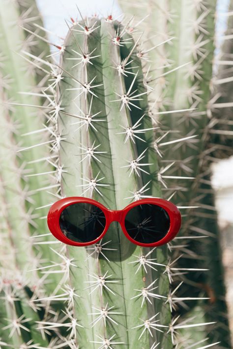 Sunglasses Background, Sunglasses Photography, Light Fashion, Fashion Man, Light Background, Lights Background, Premium Photo, Cactus, Stock Photos