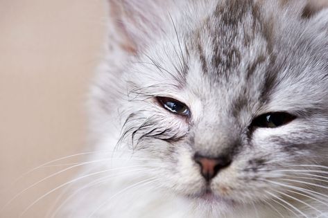 Cat Eye Problems, Cat Eye Infection, Hug Your Cat Day, Quiet Cat, Funny Cat Compilation, Eyes Problems, Mama Cat, Cat Facts, Domestic Cat